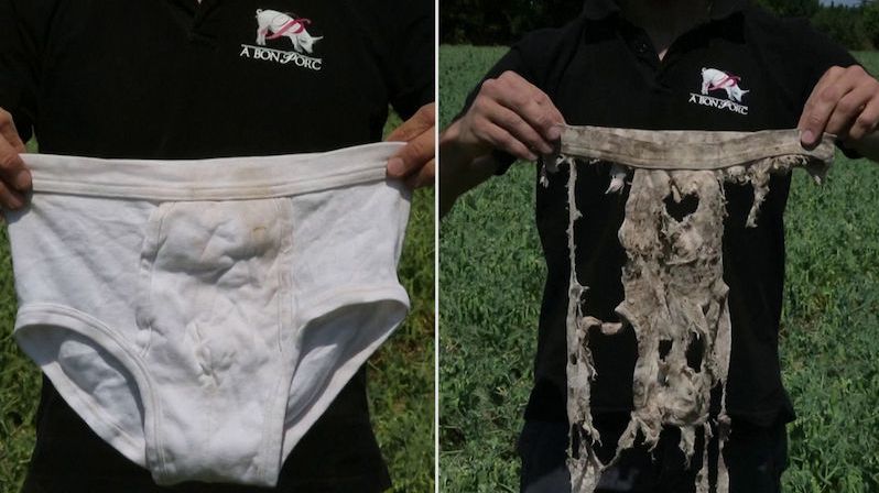 Máte navíc podprsenku nebo kalhotky? Francouzský farmář pro ně má netradiční využití
